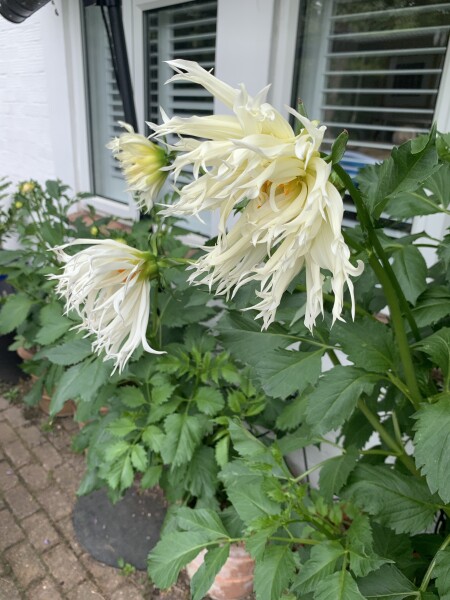 Who’s growing Dahlias this year