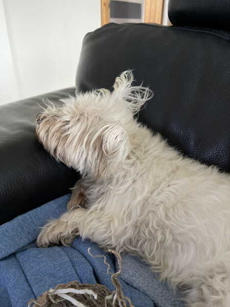 Show me your little white dogs!