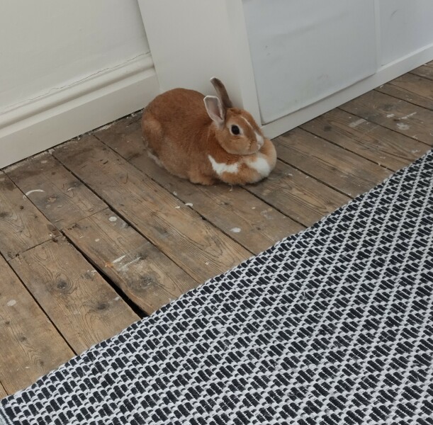 Help naming new rescue