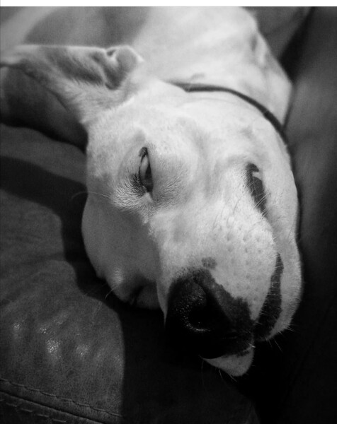 reactive dog - a pointless rant