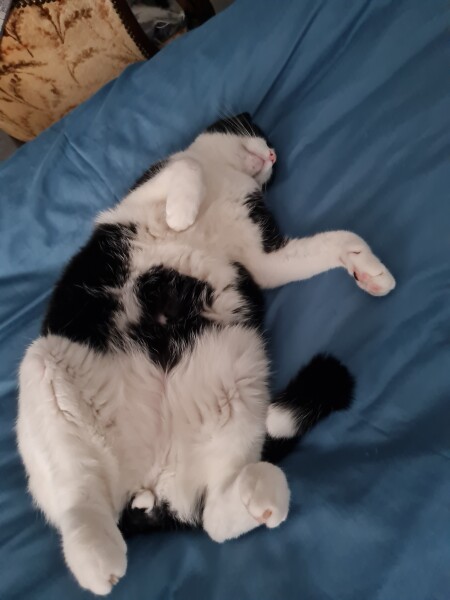 What is this on my cat??