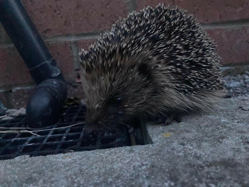 To ask you to please help hedgehogs and other wildlife prepare for winter