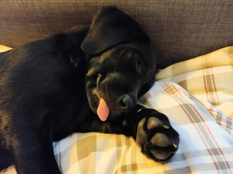 Puppy Survival Thread: muddy footprints into Spring 2022
