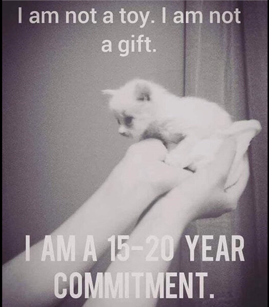 Cat as a present