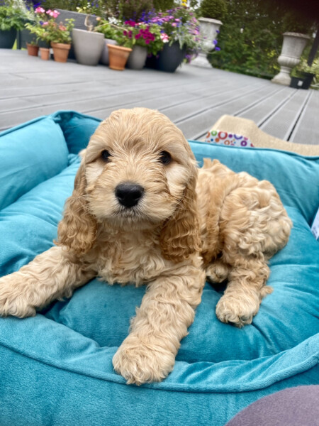 Is this a mistake? Puppy and 'babying'