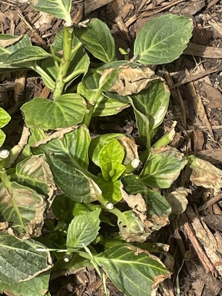 Hydrangea leaf help please. 