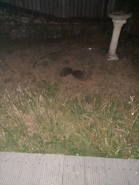 How do you catch a hedgehog?