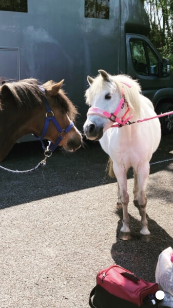 Wording for a don't feed the pony sign