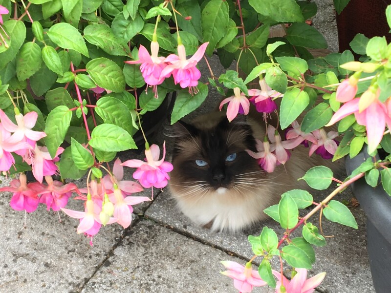 How my cats (lizards) are dealing with this terrible heat?