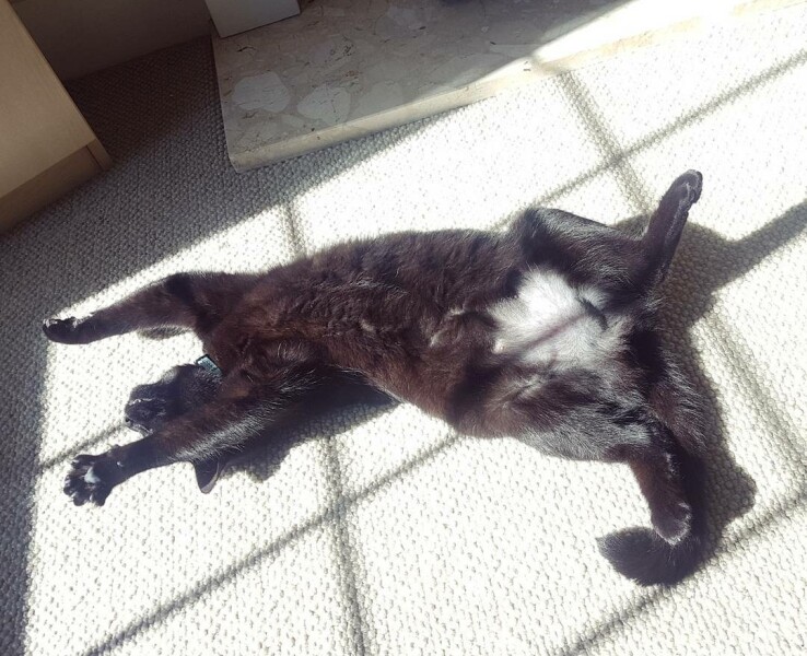 What is this on my cat??
