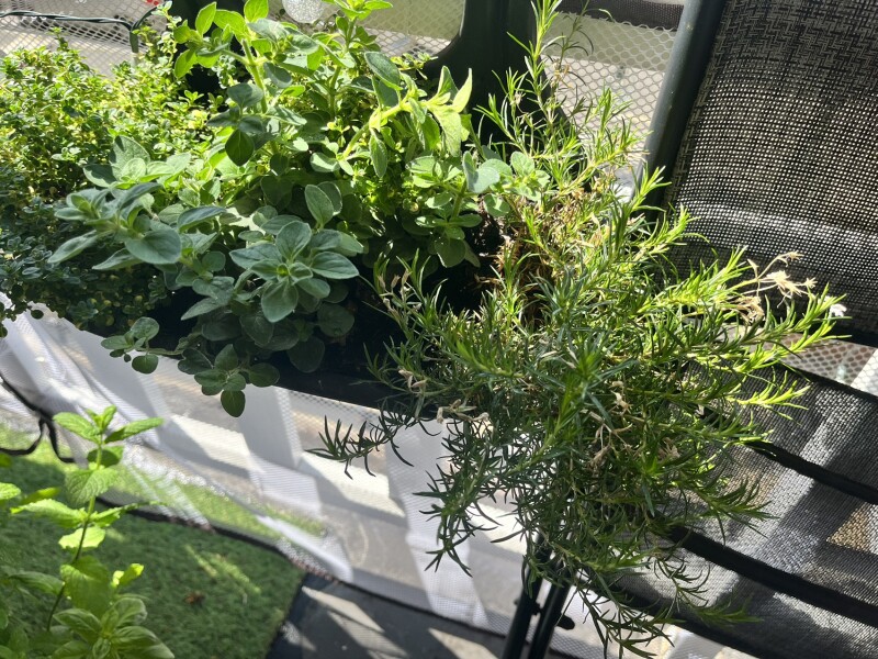 Help IDing please