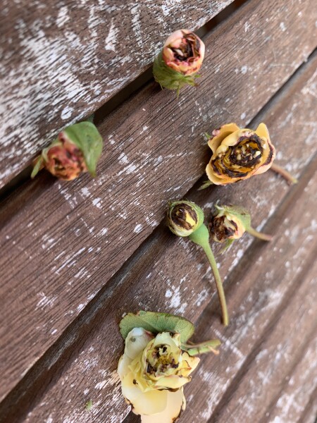 What’s wrong with my rose buds?