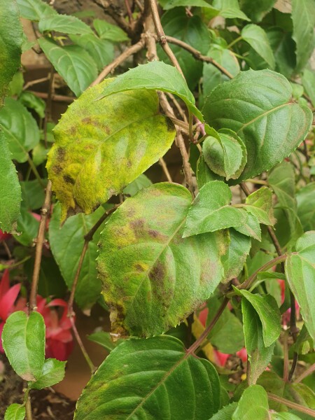What's wrong with my fuschia