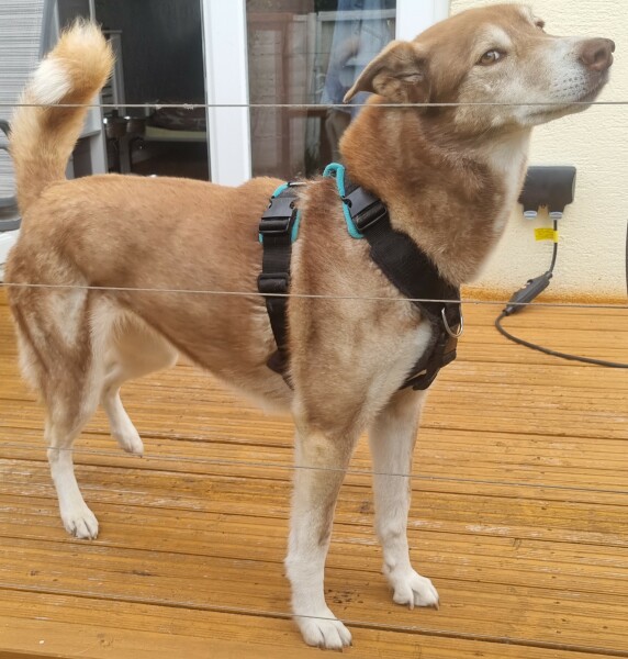 Harnesses and other issues. 