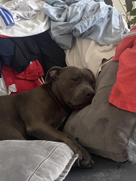 What does your dog do all day?