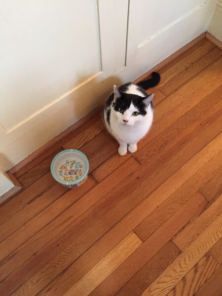 Does your cat like eating cucumber?