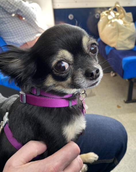 To think chihuahuas are the best dog?