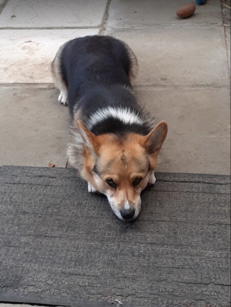Dog owners, are you walking them today?