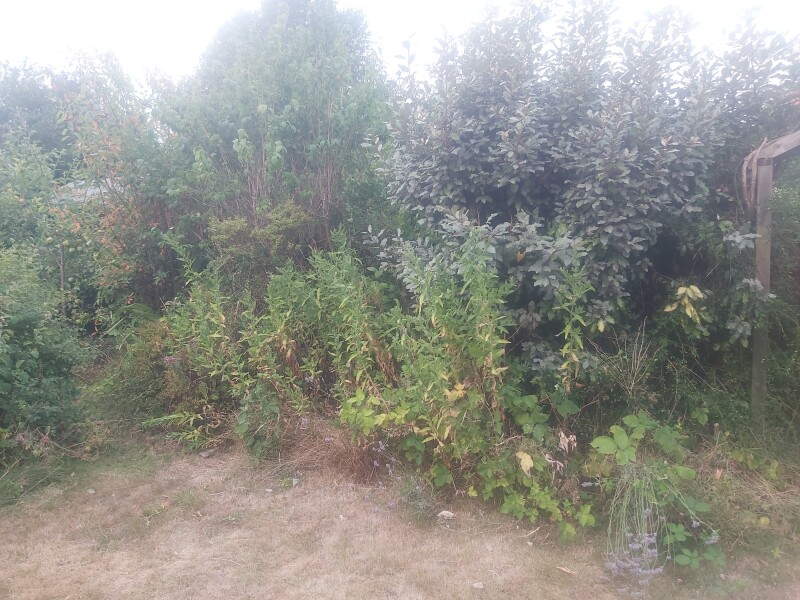 New gardener but with very mature garden