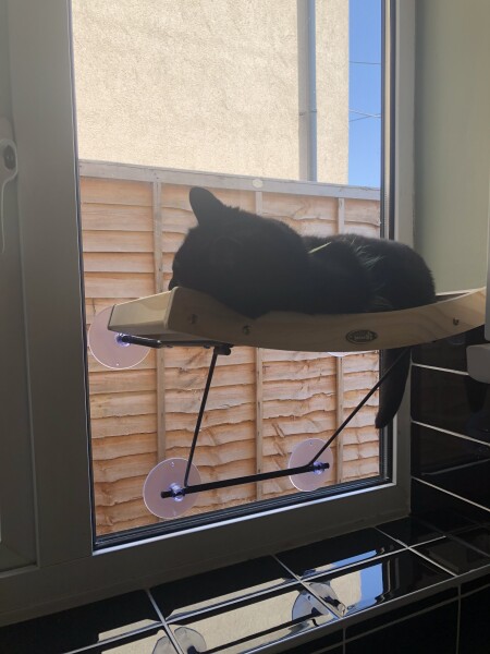 How my cats (lizards) are dealing with this terrible heat?