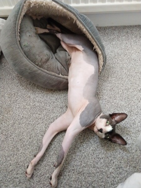 My cat likes to sleep...