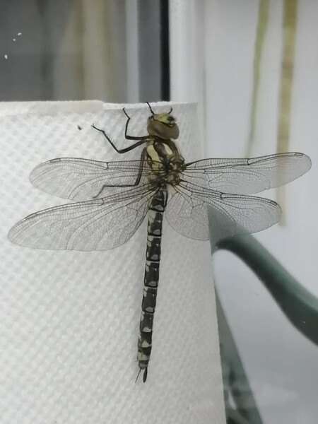 Does anyone else think dragonflies are absolutely disgusting ?