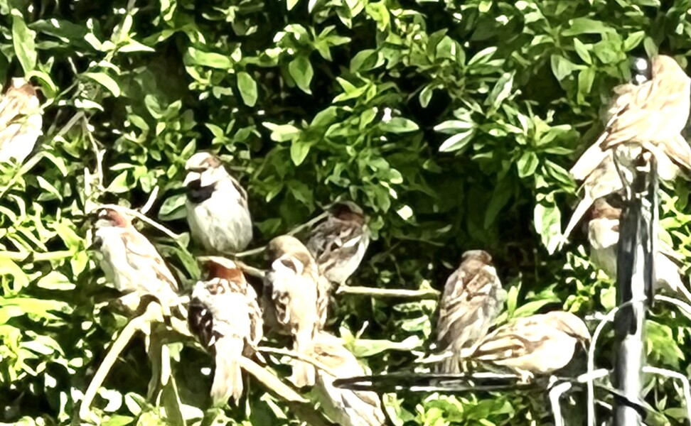 Don’t forget to put out water for birds!