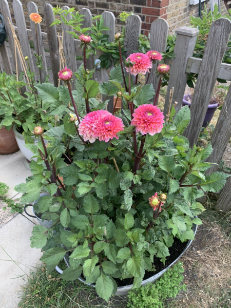 Who’s growing Dahlias this year