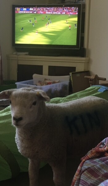 Why do sheep need so much help? 