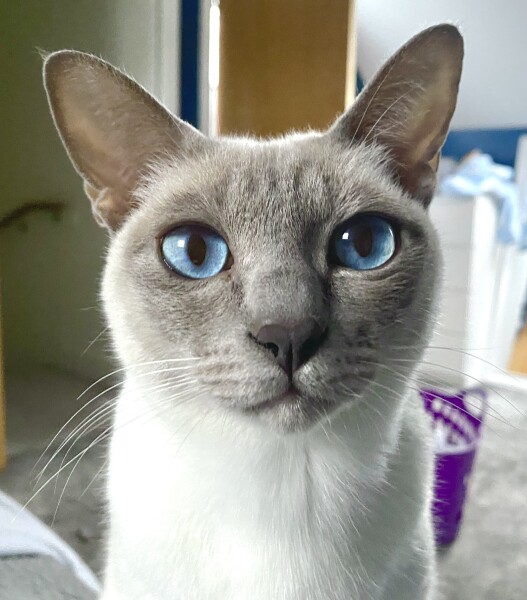 My cat is dribbling - any ideas? 