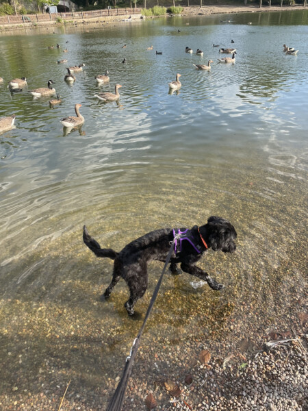 Puppy Survival Thread: muddy footprints into Spring 2022