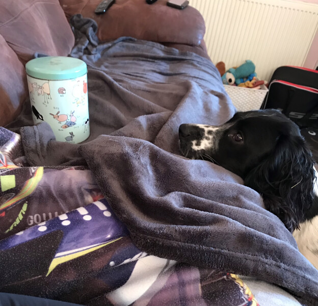 My dog is not allowed