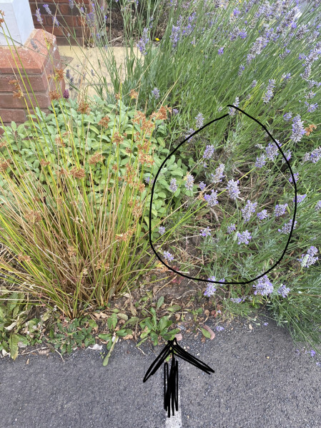Urgent help - lavender