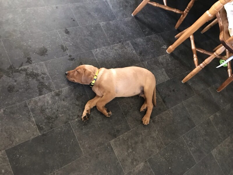 Not sure I can do this much longer - puppy regret