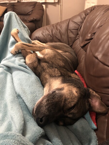 Is this a mistake? Puppy and 'babying'