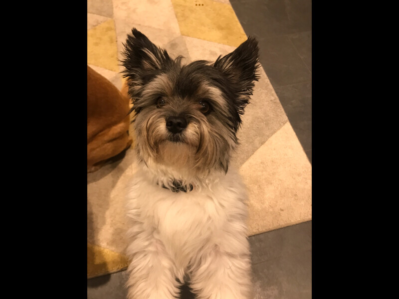 What's your favourite thing your dog does?