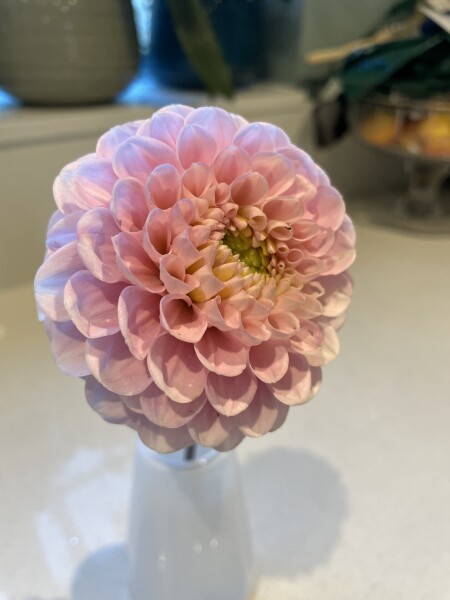 Who’s growing Dahlias this year