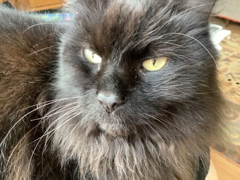My ragdoll cat gets stomach upsets a lot. Other ragdoll  / pedigree cat owners, please tell me what you feed yours. 