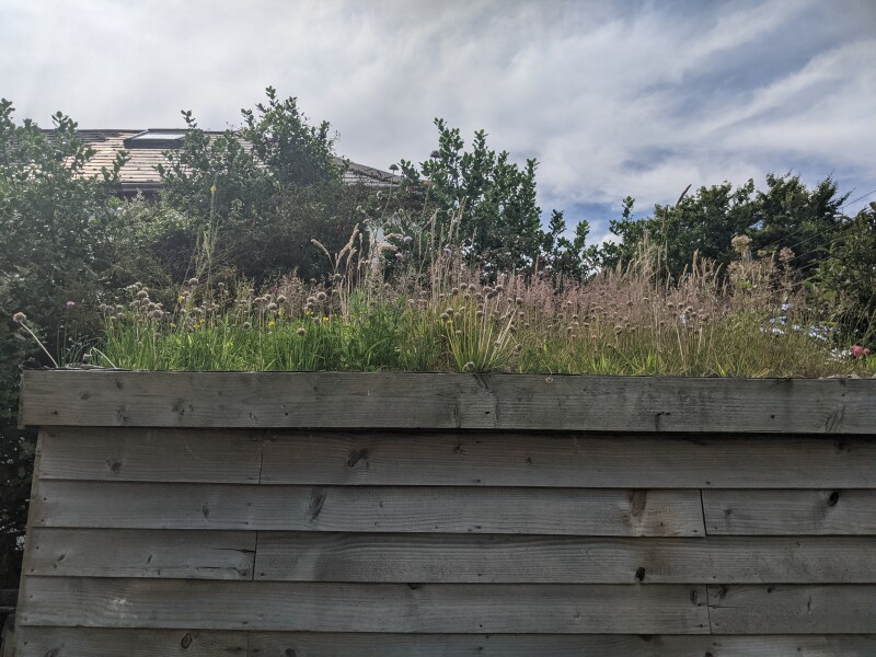 Green roof in shade
