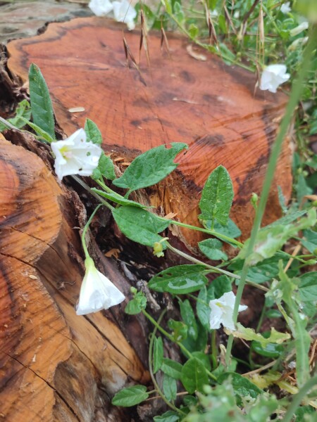 Can you identify some plants please 
