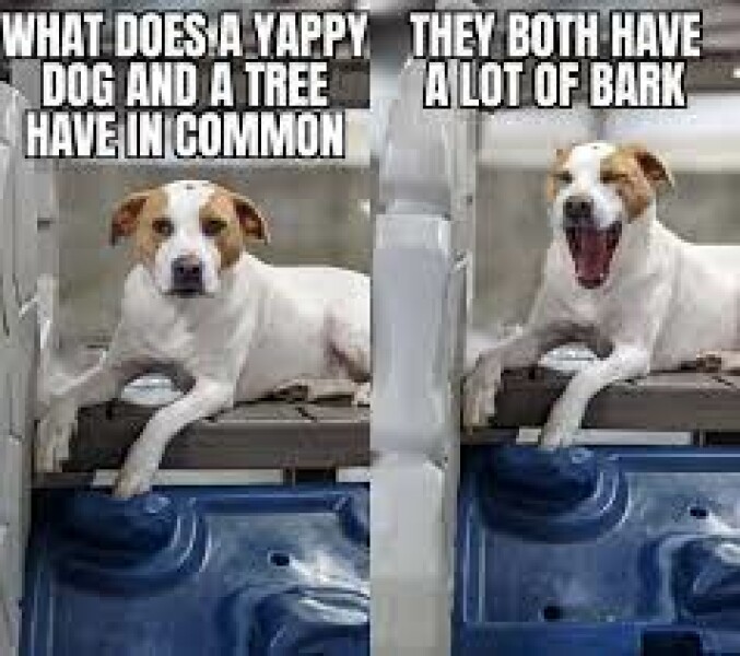 Don’t want to “make friends” with neighbour’s dog…