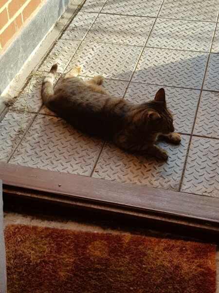 Thug cat part 4.  After all, it's not my Axminster.