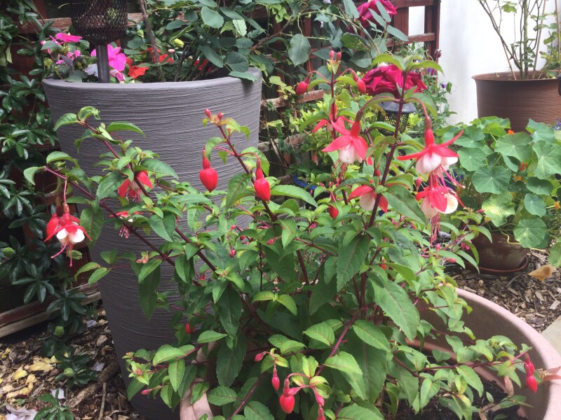 Plant ID