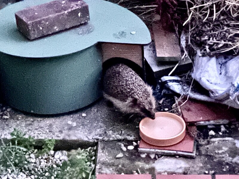To ask you to please help hedgehogs and other wildlife prepare for winter