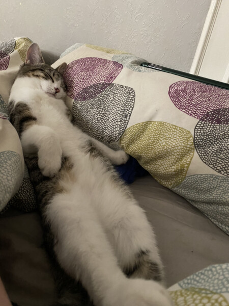 My cat likes to sleep...