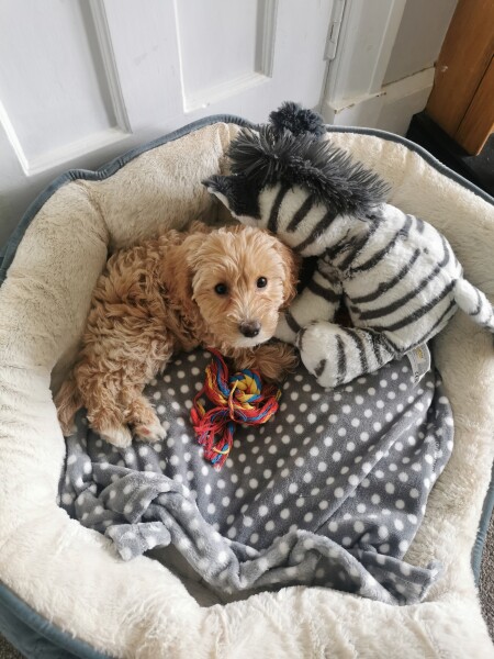 Puppy Survival Thread: muddy footprints into Spring 2022