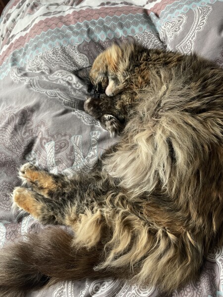 What type of cat? 
