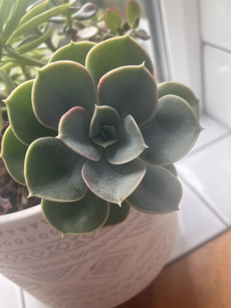 Succulent help