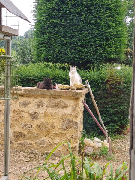 Two feral cats are desperate to come in the house