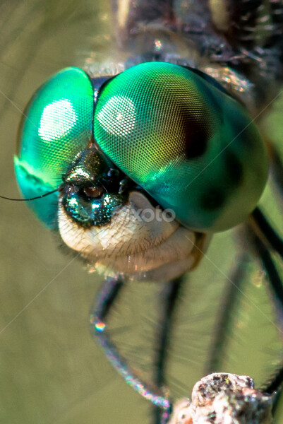 Does anyone else think dragonflies are absolutely disgusting ?